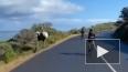 Видео из Южной Африки: Страус устроил гонки с велогонщик...