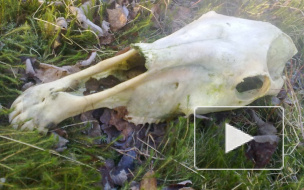 Свалка бараньих туш выросла под Петербургом после Курбан-байрама