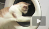 Кошачья стирка Кошачья стирка