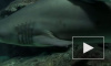 В Приморье новое нападение акулы-убийцы, спасатели направлены на поиск хищницы