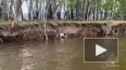 Сотрудники МЧС Тувы спасли ягненка из реки