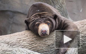 Медведя-язвенника ловили между поселками Медовое и Скотное