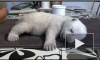 Крошечный белый медвежонок Сику из Дании покорил интернет 