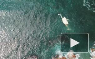 Мертвый кит привлек стаю огромных акул-людоедов