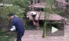 Работа мечты: Сотрудника Московского зоопарка направили в Китай учиться правильно обниматься с пандами
