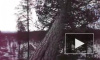 Месть леса: В Ленобласти дерево раздавило лесоруба