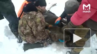Молодую лосиху спасли после падения под лед в лесу Подмосковья