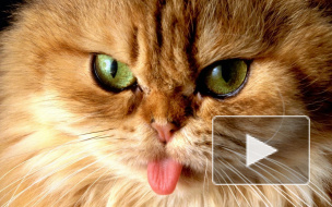 В день кошек петербуржцы признаются питомцам в любви