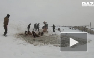 Видео: В Башкирии спасли ушедших под лёд лошадей