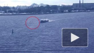 Столкновение виндсерфера с "Метеором" в Петербурге попало на видео