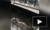 В Петербурге наградили полицейских, спасших тонущего человека из канала Грибоедова