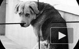 Прокуратура Петербурга закрыла сайты догхантеров