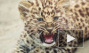 Два сбежавших леопарда пугали москвичей в жилом доме на северо-западе столицы