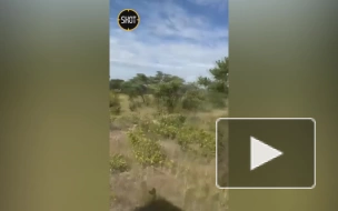 Женщина погибла после нападения слона на грузовик туристов в Замбии
