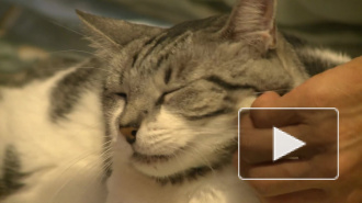 Минсельхоз России предложил маркировать домашних животных