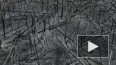 Последствия пожара в Чернобыле сняли на видео с дрона
