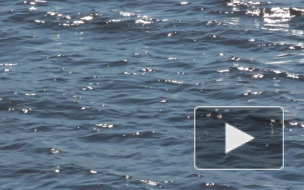 Нетрезвый рыбак утонул в Дудергофском канале, запутавшись в сетях