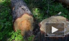 В Выборгском районе женщину убило дерево, спиленное ее знакомым