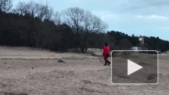 На пляже "Ласковый" спасли еще одного обессиленного тюлененка