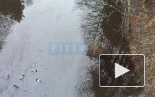 Видео: река у санатория в Сестрорецке загрязнена нефтепродуктами