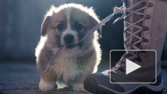 Куда пойти с собаками в Петербурге: гид для хозяев и их питомцев