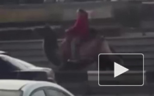 Видео из Новосибирска: Девушка верхом на верблюде "обскакала" пробку на зависть водителям