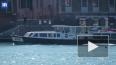 Заплывшие в каналы Венеции дельфины попали на видео