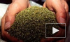 Два наркодельца выращивали в петербургской квартире гигантскую плантацию марихуаны