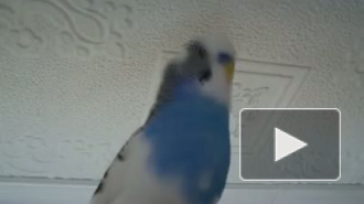 Очень говорливый попугай