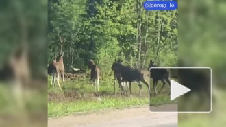 В Ленобласти из-за жары и комаров лоси выбегают на дороги