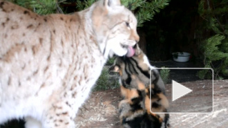 Домашняя кошка Дуся, и её подружка рысь Линда 