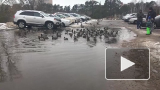 Видео: в Сосновом Бору в луже поселились полсотни уточек