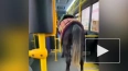 СМИ: Лошадь прокатилась в салоне пассажирского автобуса ...