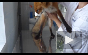 Отважный лисенок героически перенес ампутацию лапки
