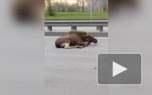 На Пулковском шоссе автомобиль сбил лося