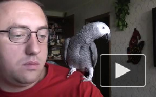 Говорящий попугай Гриша