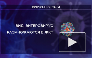 В Россию всё больше возвращается заражённых туристов