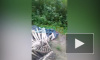 Видео: в Ленобласти неизвестные выбросили останки крупного рогатого скота