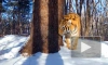 В ЕАО краснокнижная тигрица Тала показала своих тигрят