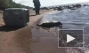 Петербургские зоозащитники выпустили на волю тюленя с плохим зрением 