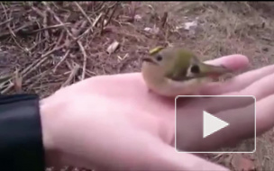 Петербуржец не поленился спасти неказистого птенца