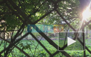 Видео: На территории Таврического сада горят парники 