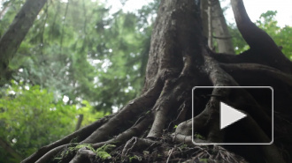У деревьев нашли способность "передавать знания" по наследству