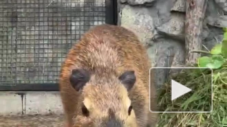 Ленинградский зоопарк показал видео кормления капибаренка Капитоши