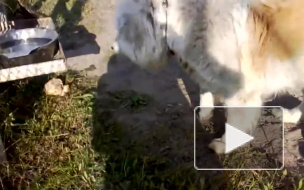 В Сети искали хозяев для собак, охранявших объекты "Водоканала"