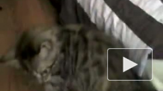 Мейнкун-полукровка