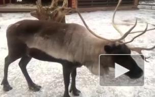 Северные олени в Ленинградском зоопарке почувствовали весну