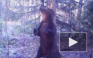 Эротический танец дикого медведя Ферапонта попал на видео