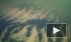 Подводный мир Ладожского озера впервые запечатлел дрон