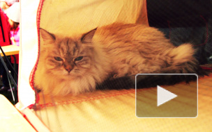 На праздник петербургских котов пришли даже крысы